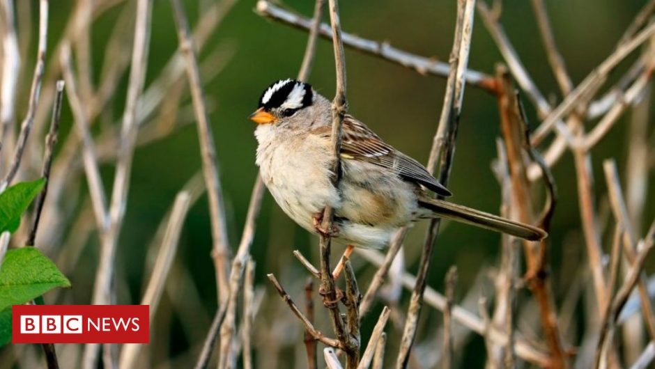 How the closed birds sang to a different tune