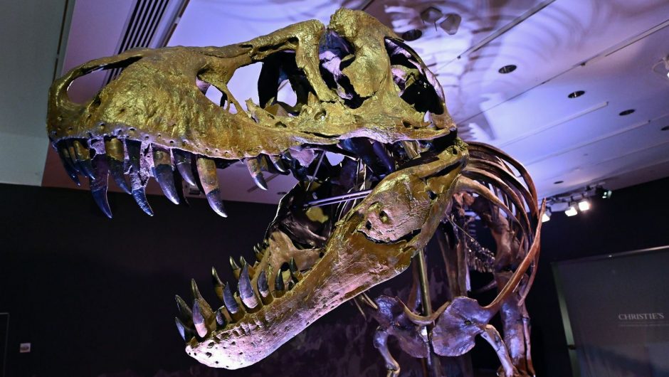 A study found that the mass extinction 233 million years ago paved the way for dinosaurs  Science and Technology News