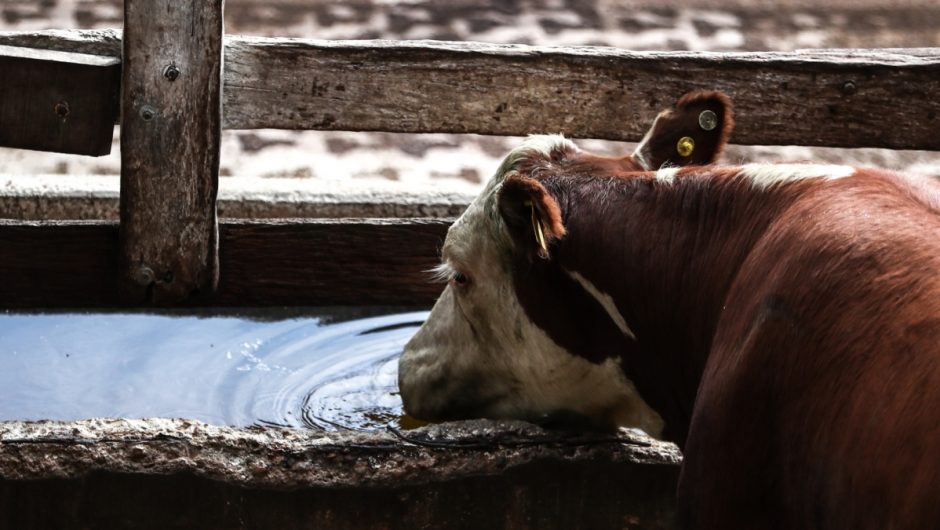 Cow science is flourishing in India.  The entire country is preparing for a national test of knowledge about sacred animals