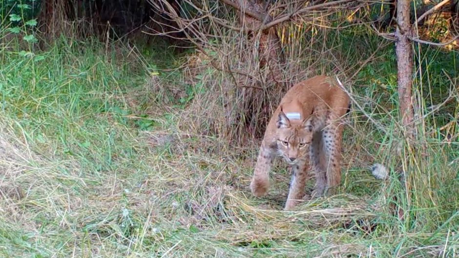 The Lynx Horag crossed the Vistula River.  Currently, it cuts through Świętokrzyska Forest – Polish Radio Lublin